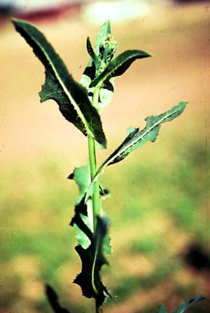 Prickly Lettuce Mature Plant (link to large image)