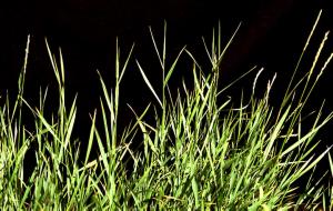 Quackgrass Mature Plants (link to large image)
