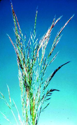 Rattail Fescue (link to large image)