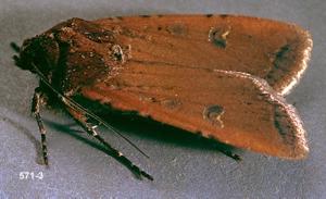 Link to large image (114K) of redbacked cutworm adult