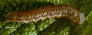 Link to large image (144K) of redbacked cutworm larva