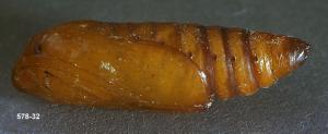 Link to large image (100K) of redbacked cutworm pupa