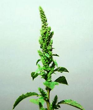 Redroot Pigweed Flowers (link to large image)