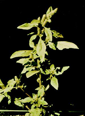 Redroot Pigweed Mature Plant (link to large image)