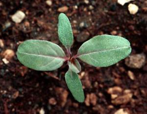 Redroot Pigweed Seedling (link to large image)