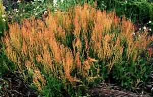 Red Sorrel Mature Plant (link to large image)