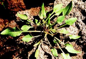Red Sorrel Seedling (link to large image)