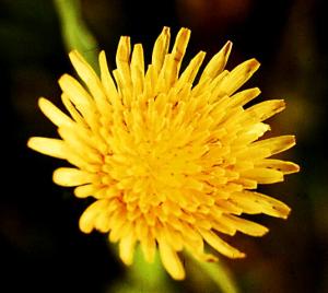 Annual Sowthistle Flower (link to large image)