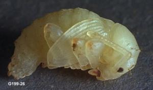 Link to large image (76K) of strawberry root weevil pupa