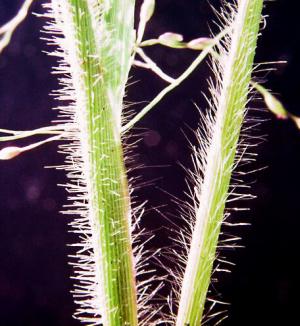 Witchgrass Stems (link to large image)