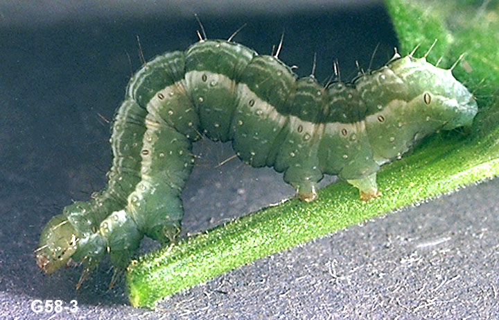 Alfalfa Looper Larva