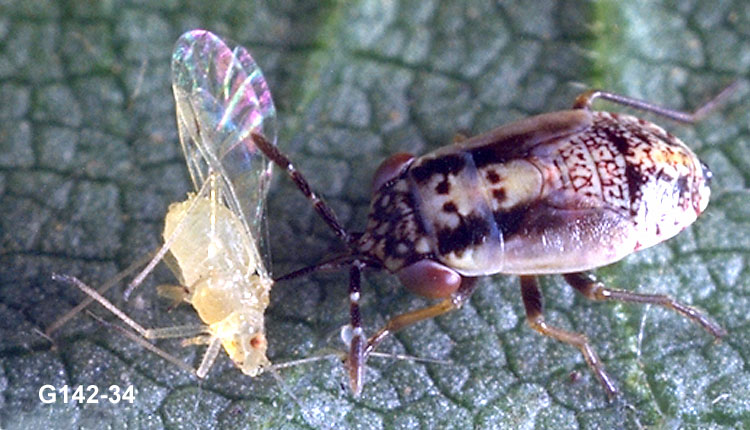Western Bigeyed Bug Nymph and Aphid Prey