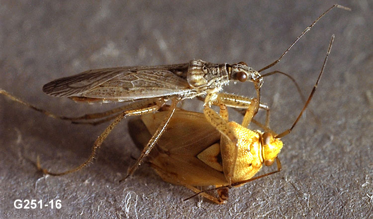Damsel Bug Adult and Lygus Bug Prey