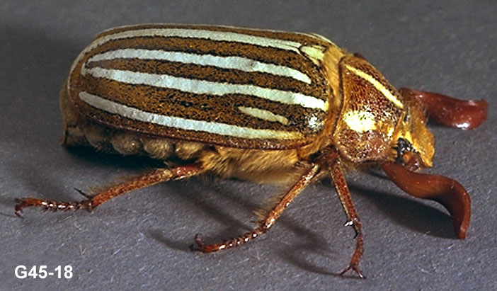 June Beetle Adult