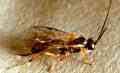 Hymenoptera Parasite - Link to larger image (97K)