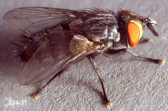 Tachinid Fly Adult