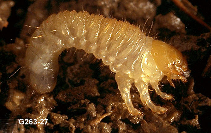 White Grub Larva