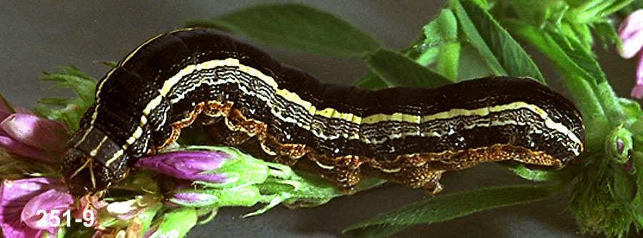 Western Yellowstriped Armyworm Larva