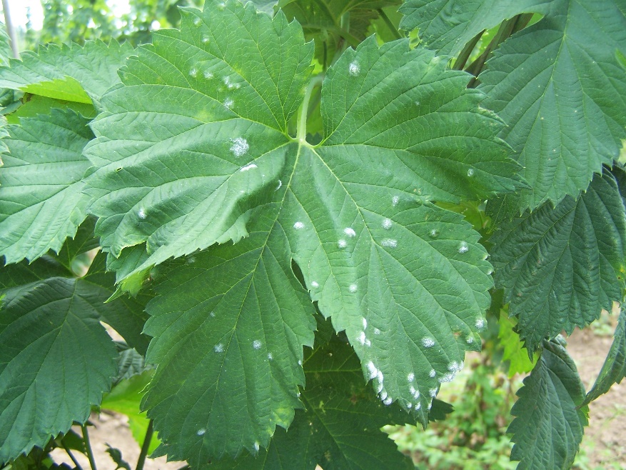 Hop leaf with powdery mildew colon
                                            ies